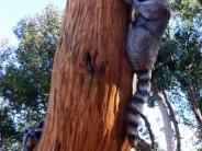 A close of of a chainsaw carving of a racoon climbing a tree