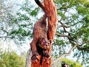 A chainsaw carving of a Florida Panther jumping down a tree 